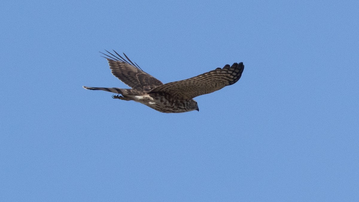 Épervier de Cooper - ML647249201