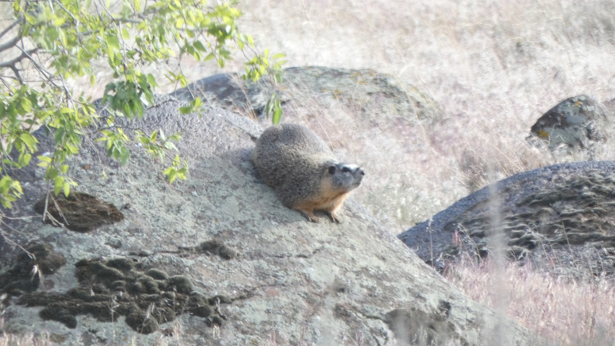 Animals - ML647249202