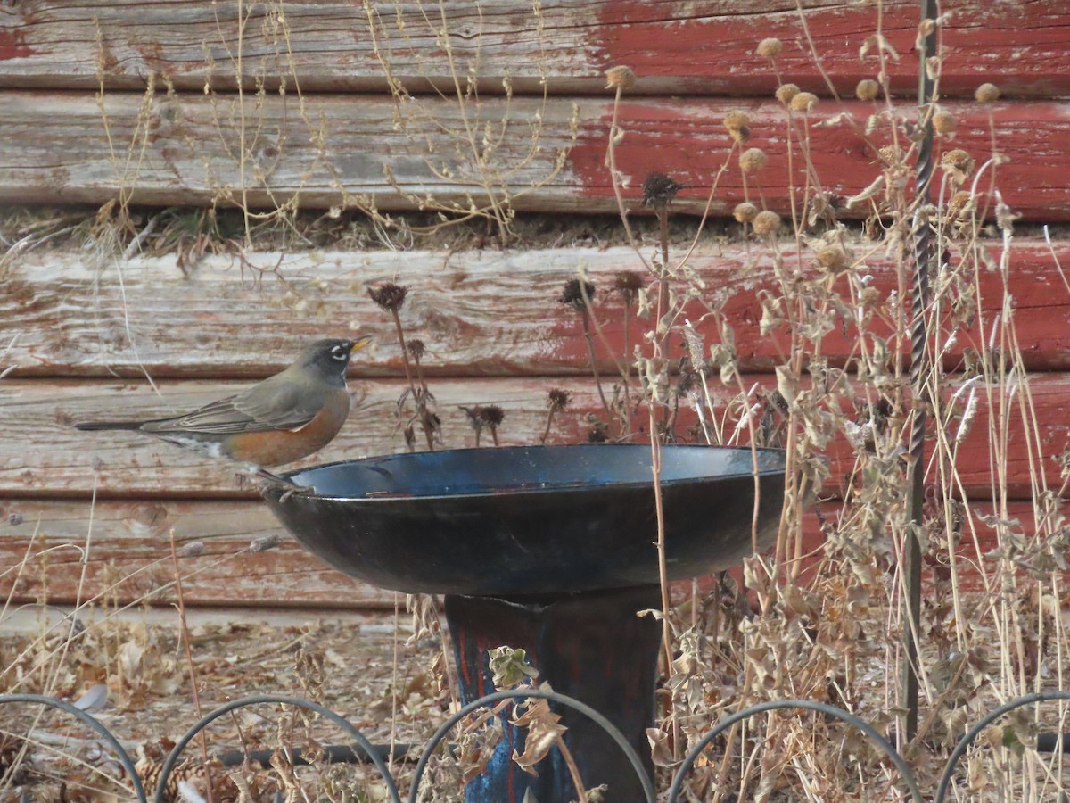 Merle d'Amérique - ML647249203