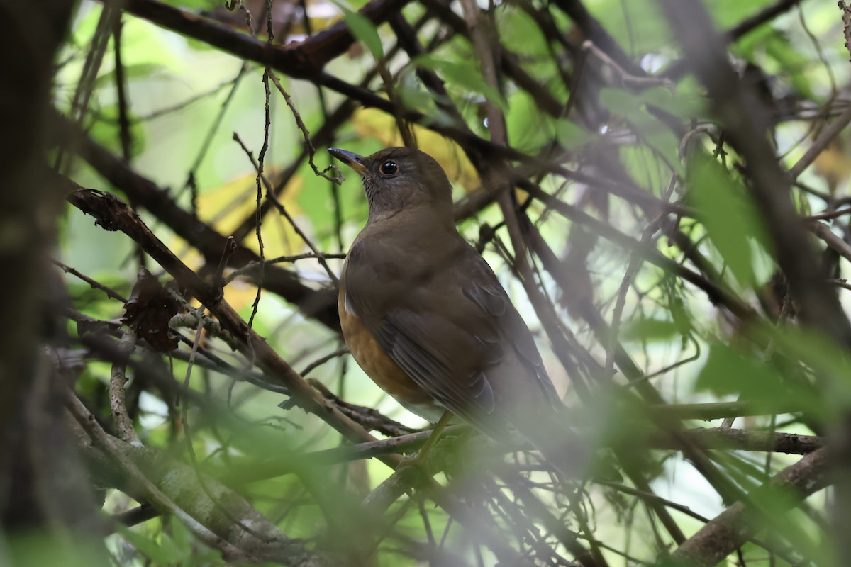 Merle à flancs roux - ML647249209