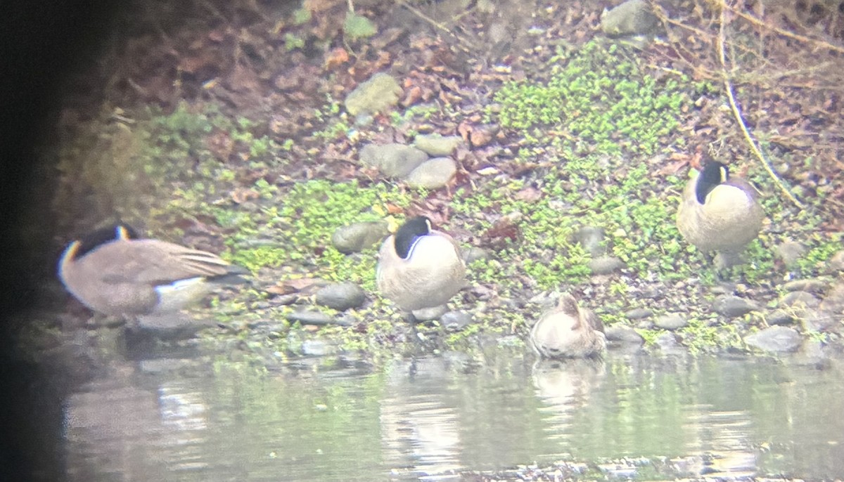 Oie rieuse - ML647249210