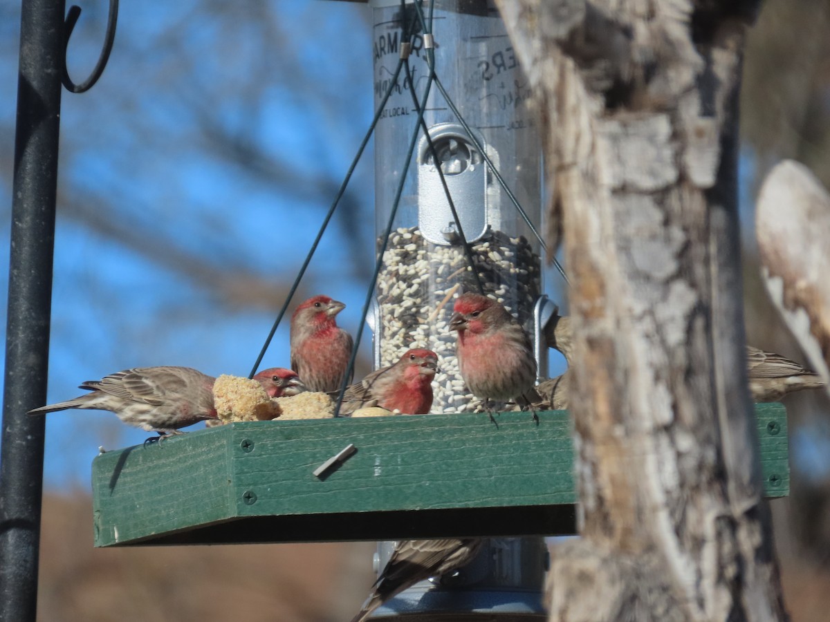 Roselin familier - ML647249212