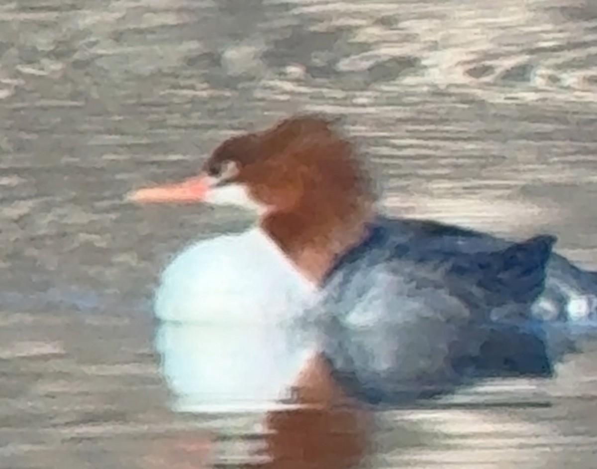 Common Merganser - ML647249213