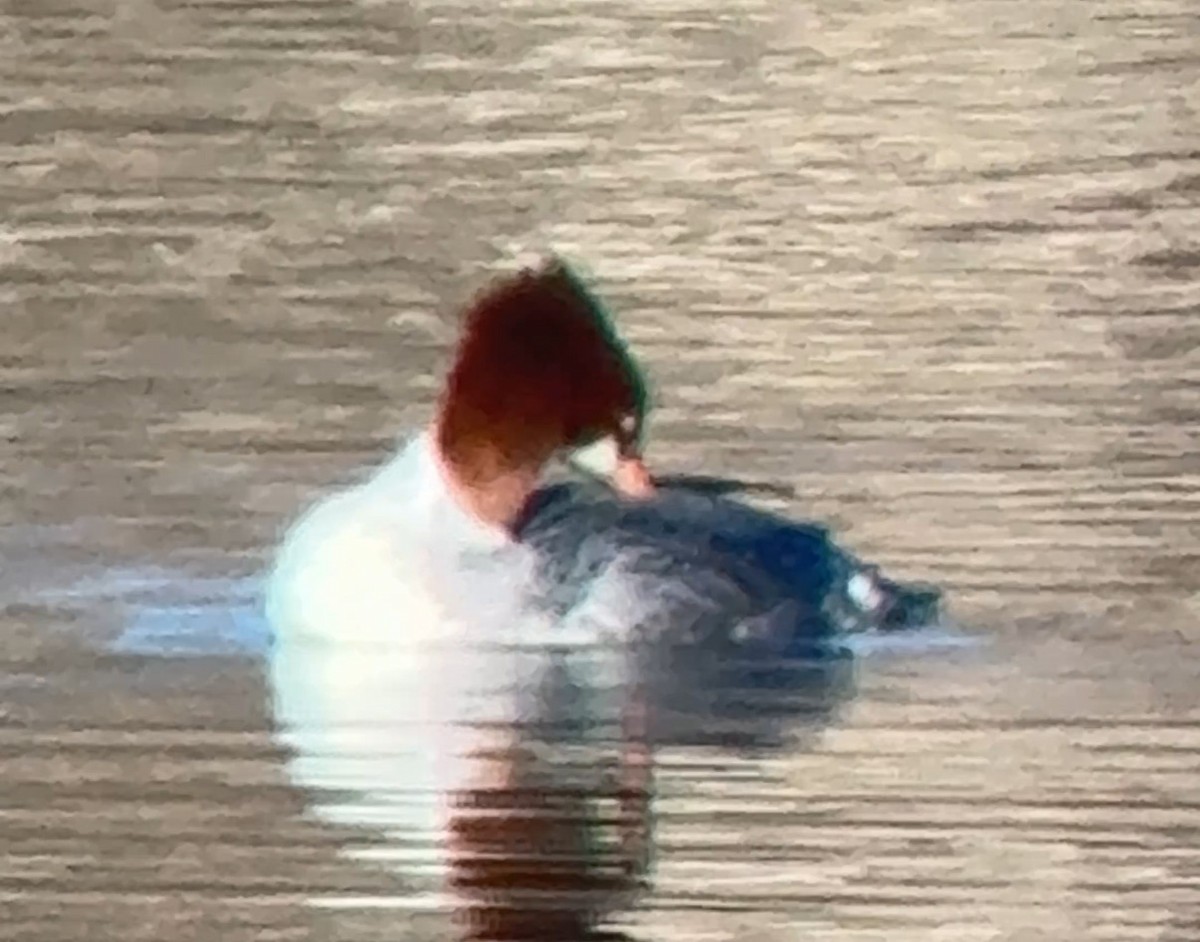 Common Merganser - ML647249214