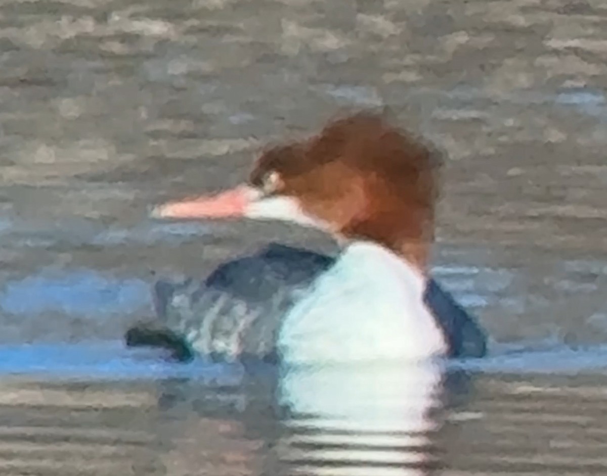 Common Merganser - ML647249215