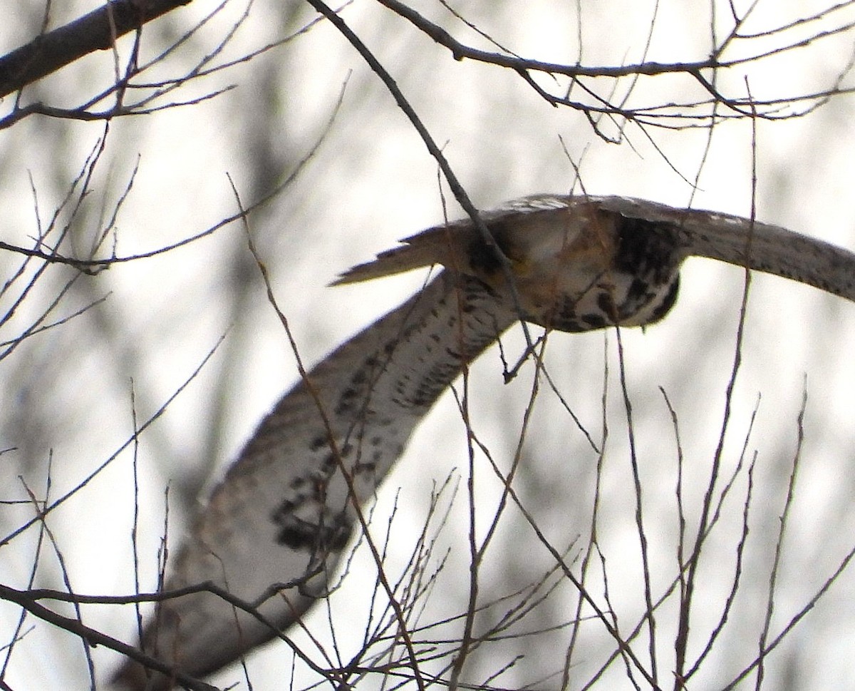 Buse à queue rousse - ML647249216