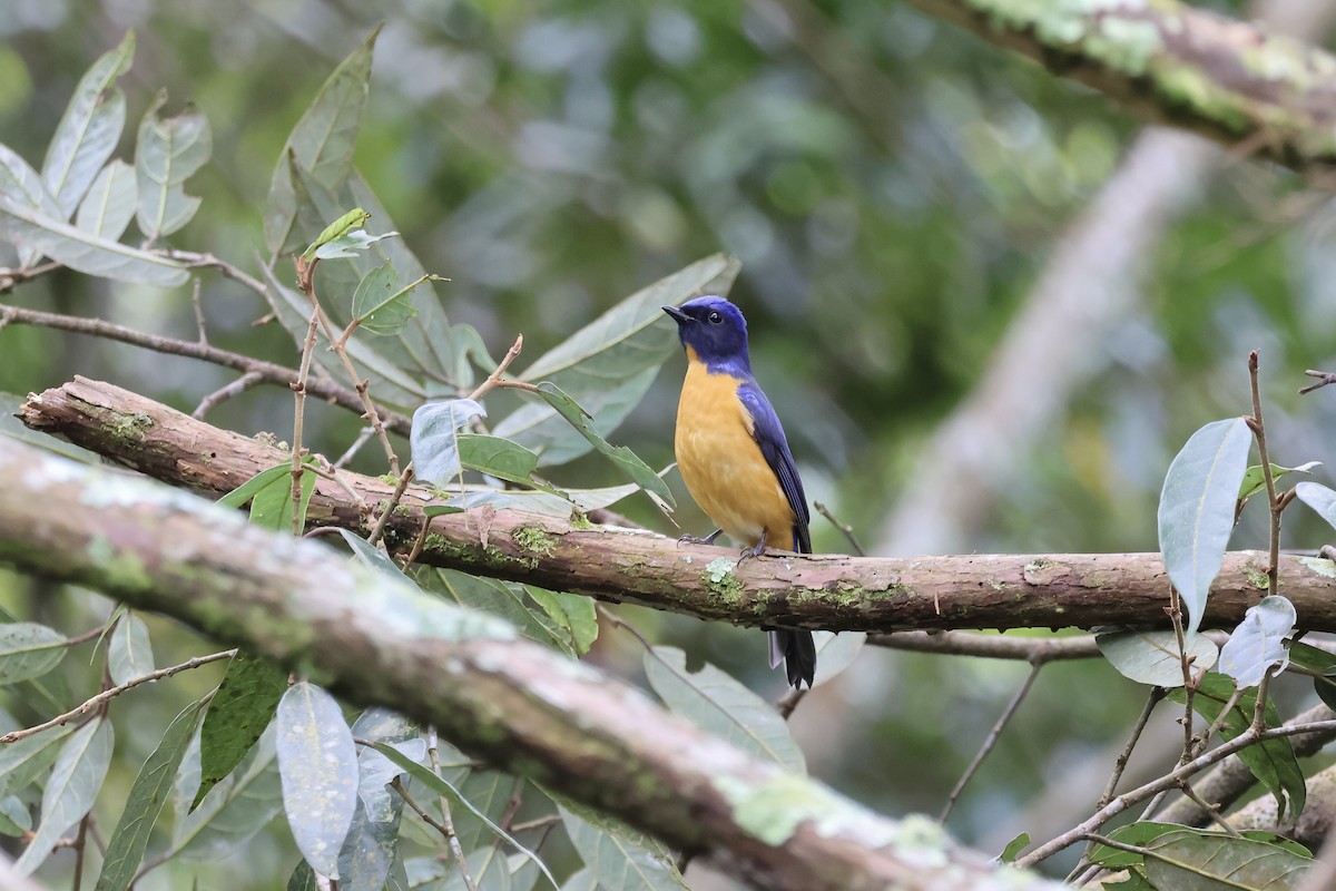 Taiwan Vivid Niltava - ML647249217