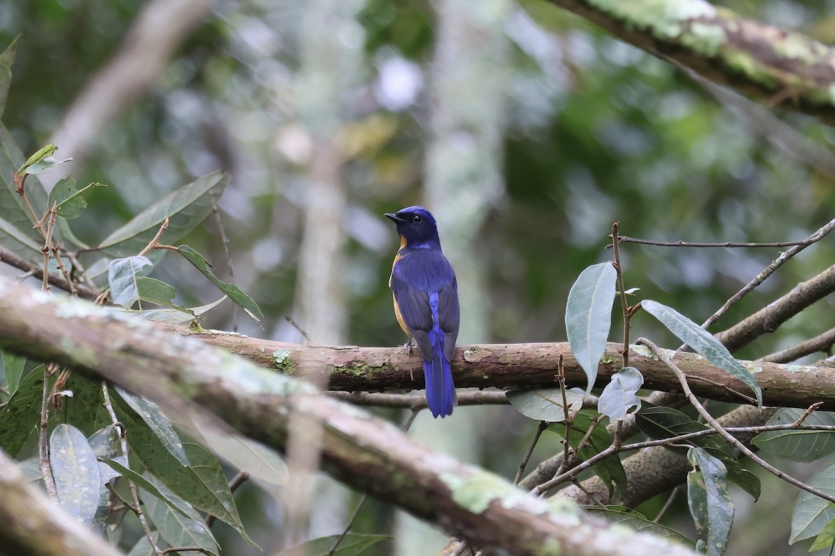 Taiwan Vivid Niltava - ML647249218