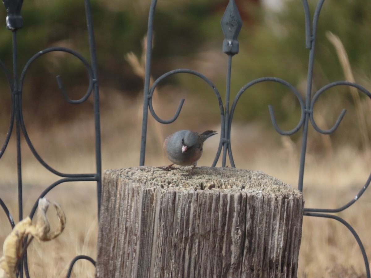 Dark-eyed Junco - ML647249222