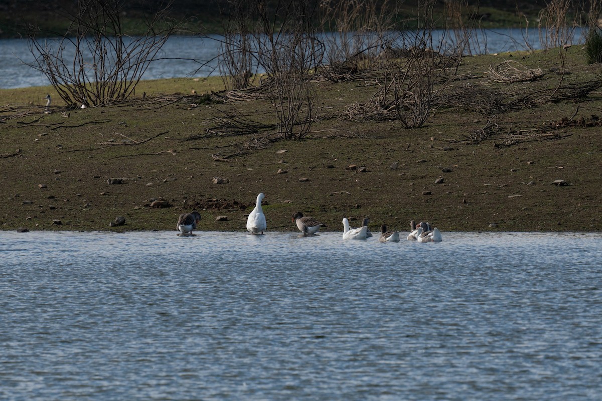 husa velká (domestikovaná) - ML647249223