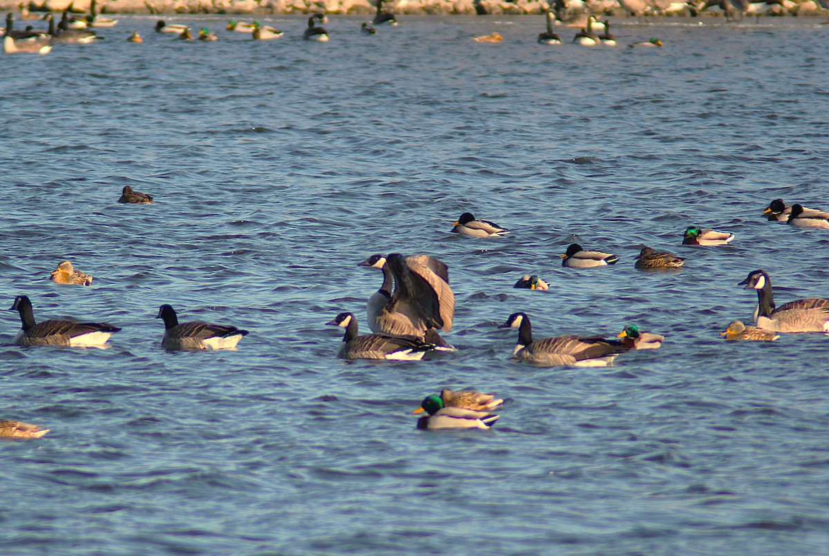 ברנטה קנדית - ML647249224