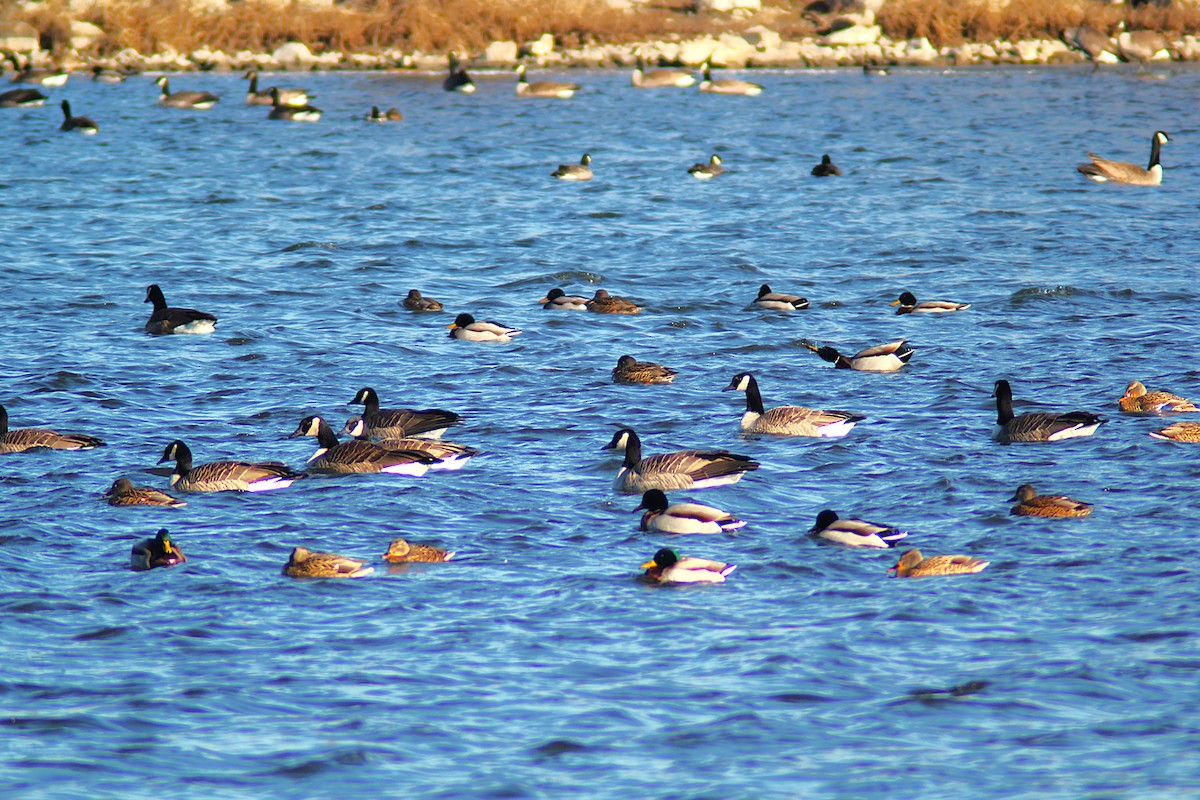 ברנטה קנדית - ML647249225