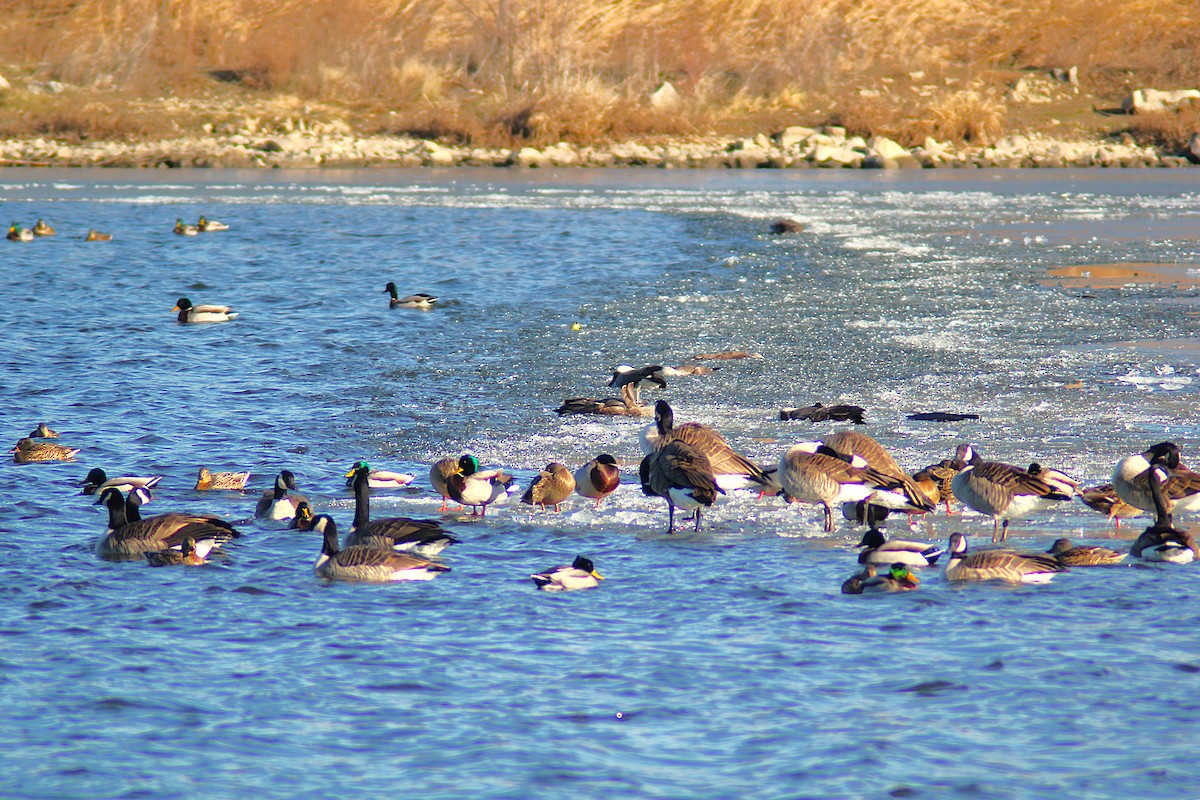 ברנטה קנדית - ML647249226