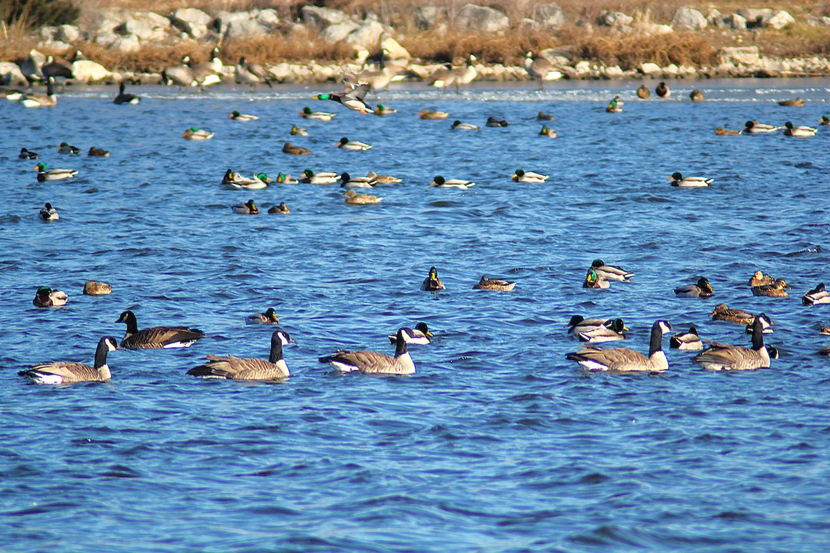 ברנטה קנדית - ML647249227