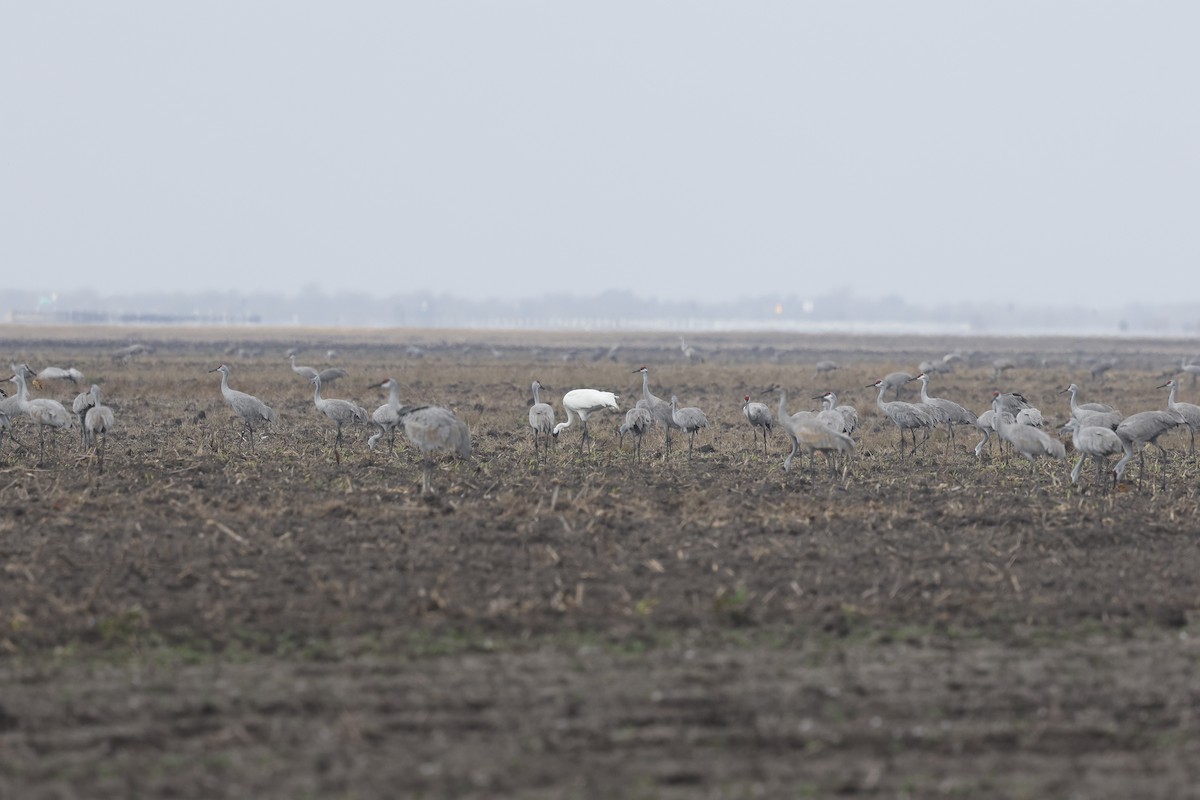 Whooping Crane - ML647249228