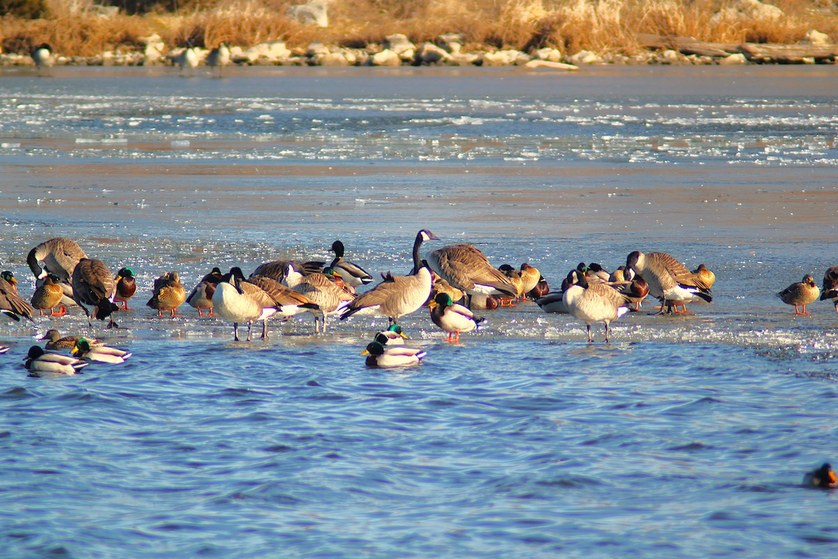 ברנטה קנדית - ML647249229