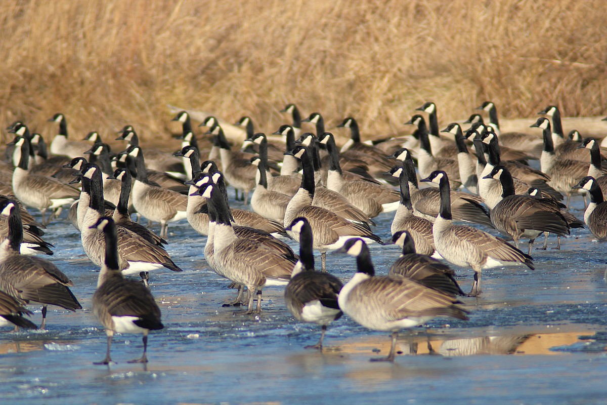 ברנטה קנדית - ML647249230