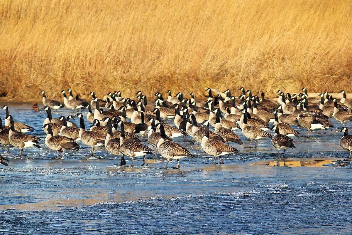 ברנטה קנדית - ML647249231