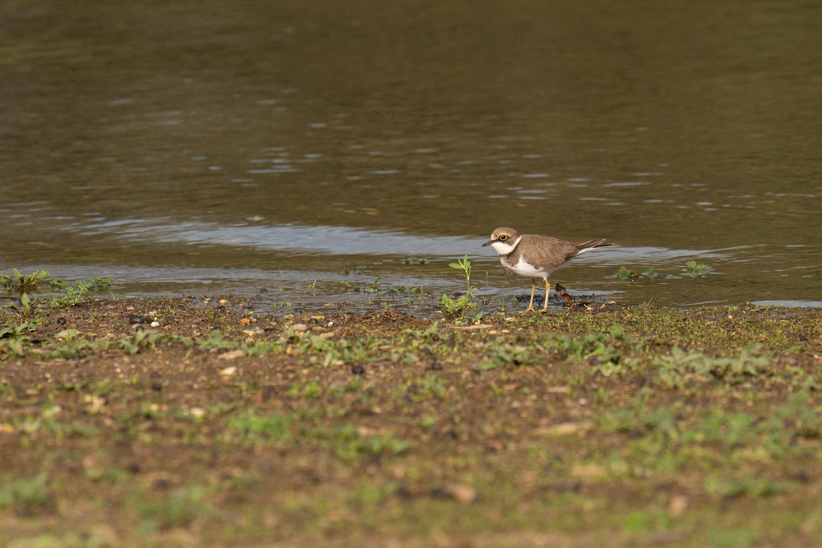 Little Ringed Plover - ML647249248