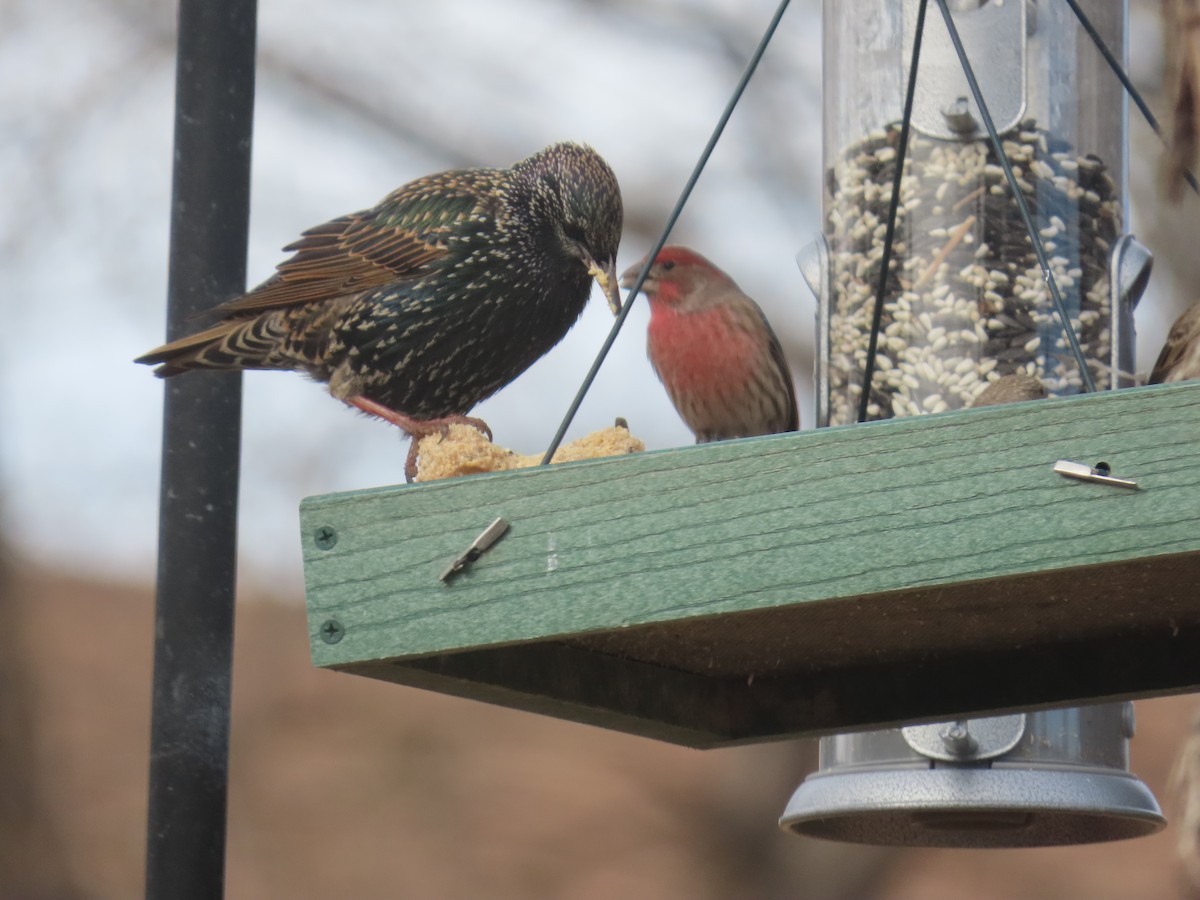 歐洲椋鳥 - ML647249250