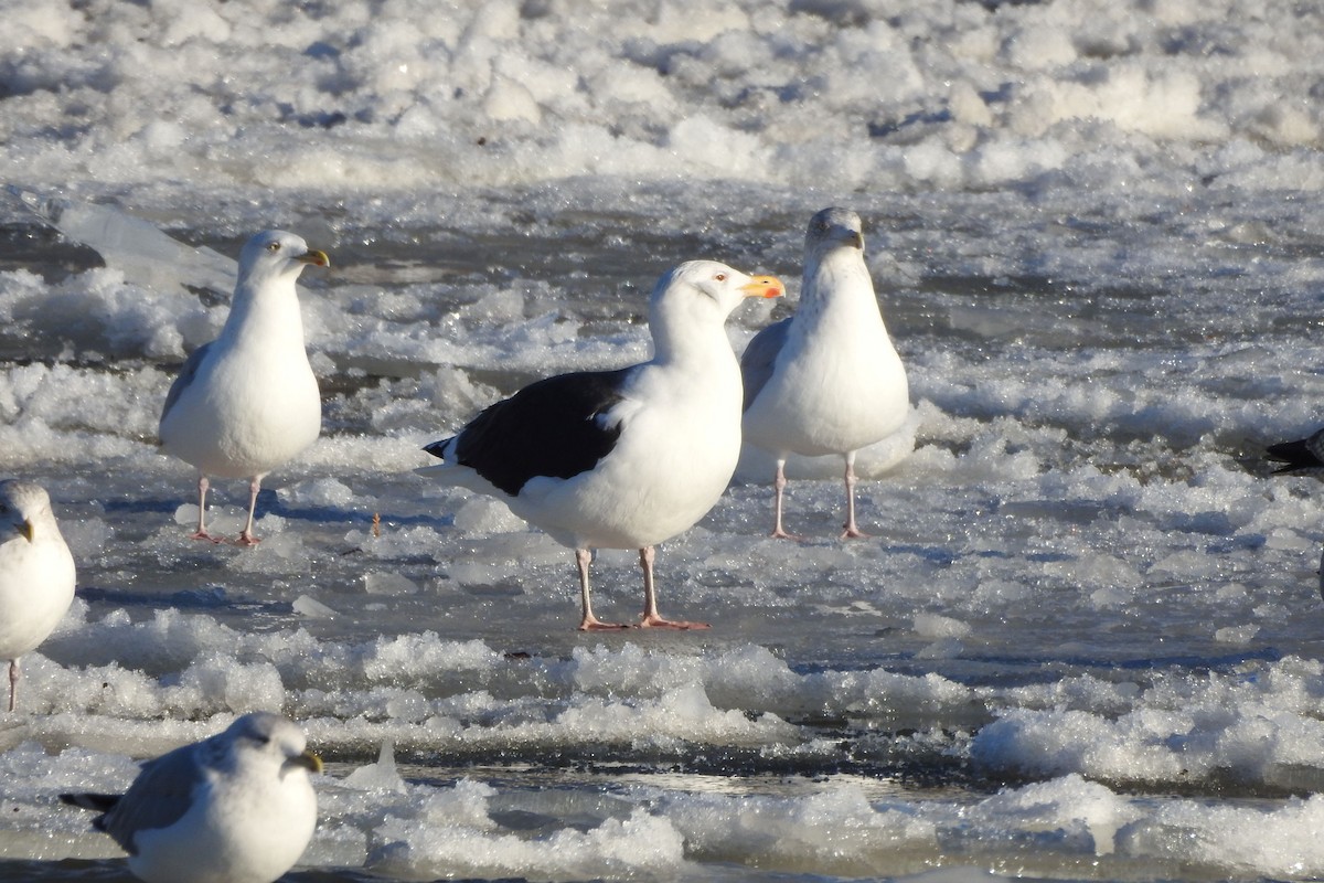 Great Black-backed Gull - ML647249251