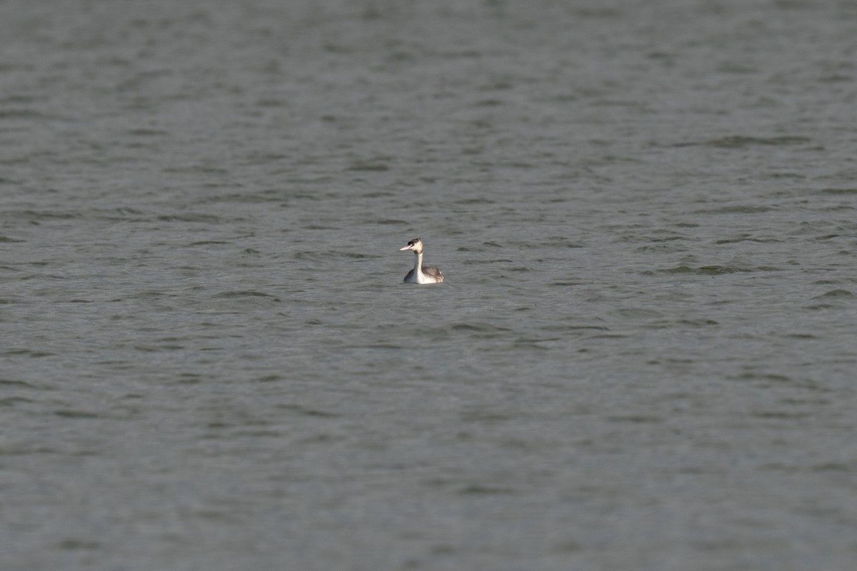 Great Crested Grebe - ML647249254