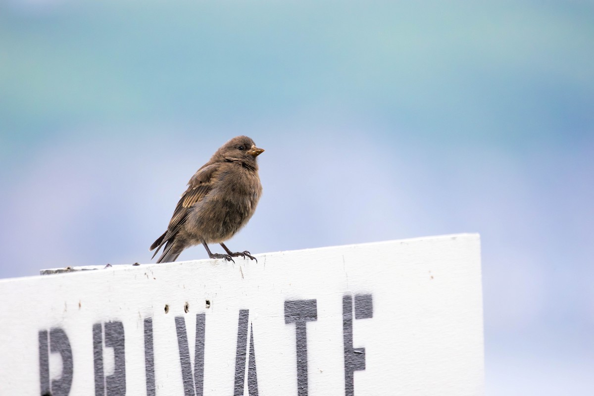 Gray-crowned Rosy-Finch (Aleutian and Kodiak Is.) - ML647249255