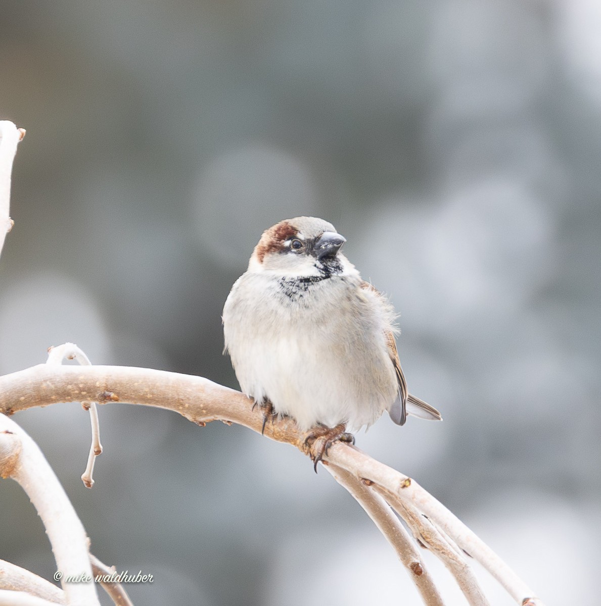 דרור הבית - ML647249259