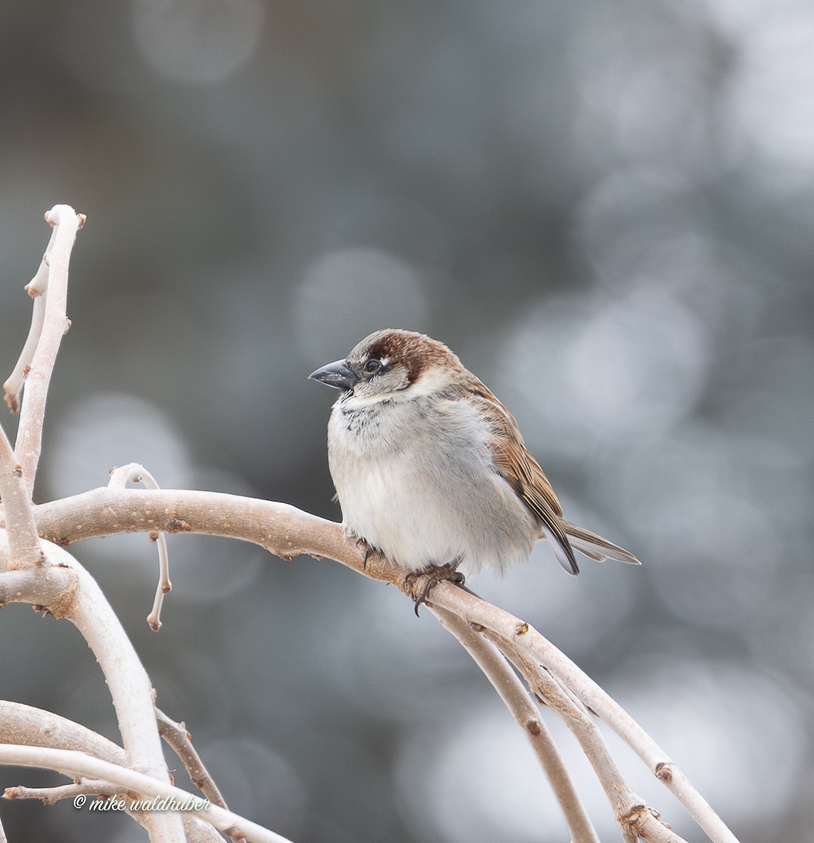 דרור הבית - ML647249260