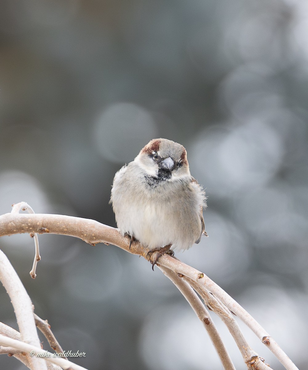 דרור הבית - ML647249261
