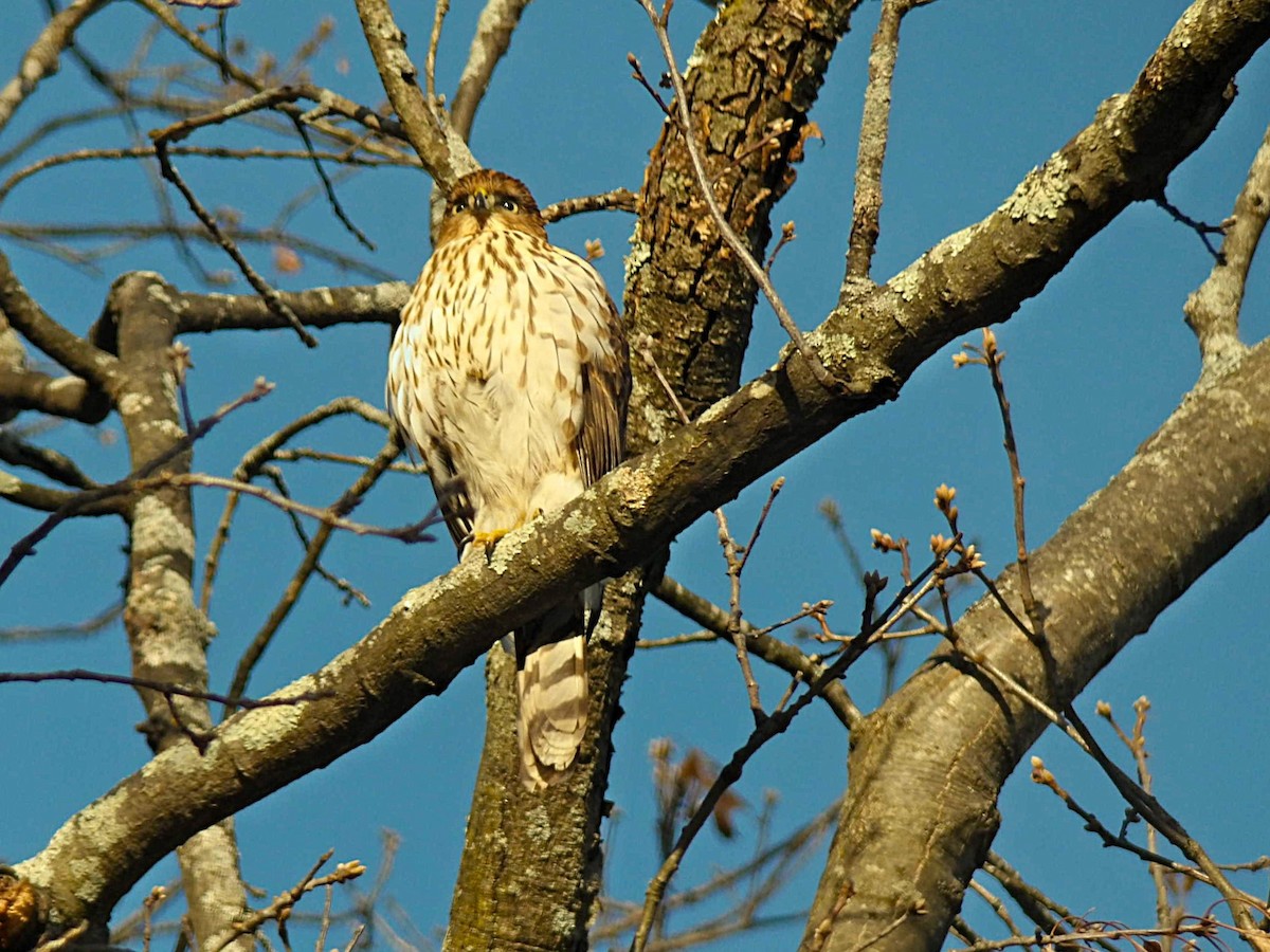Sharp-shinned/Cooper's Hawk - ML647249271