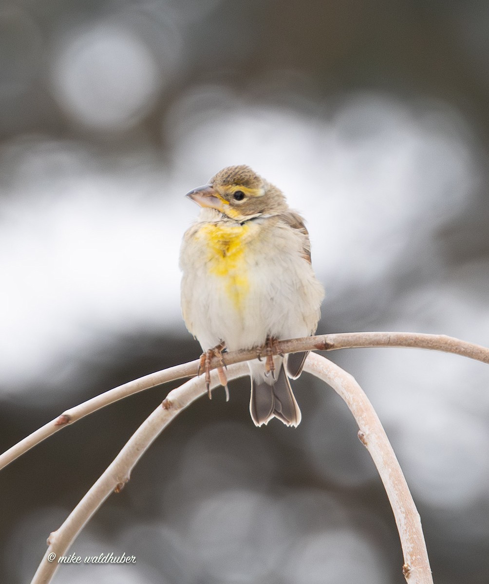 Овсянковый кардинальчик - ML647249282