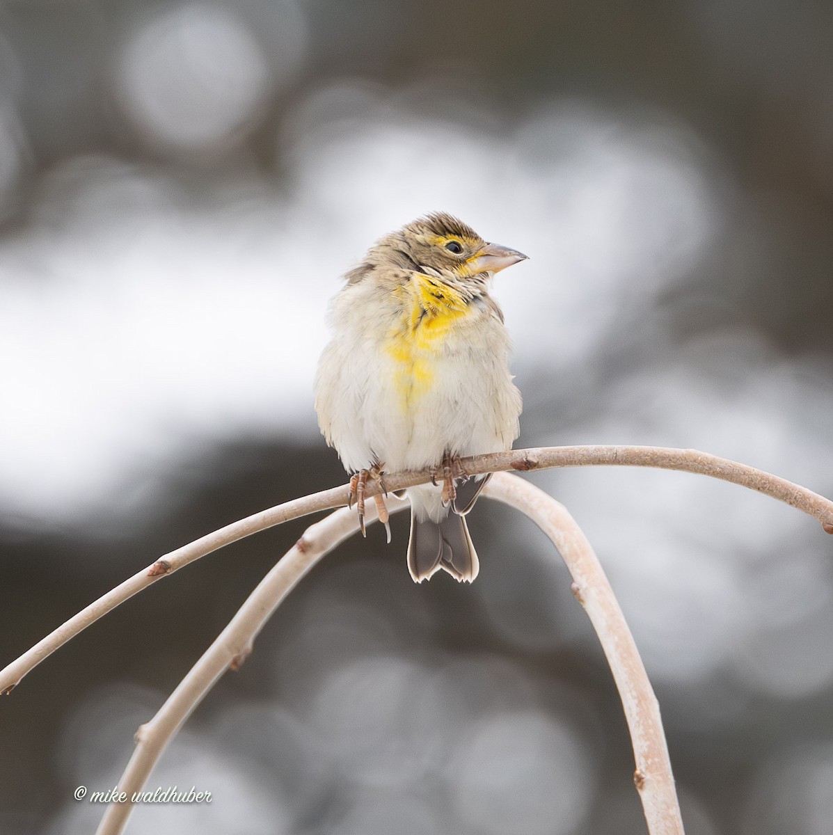 Овсянковый кардинальчик - ML647249283