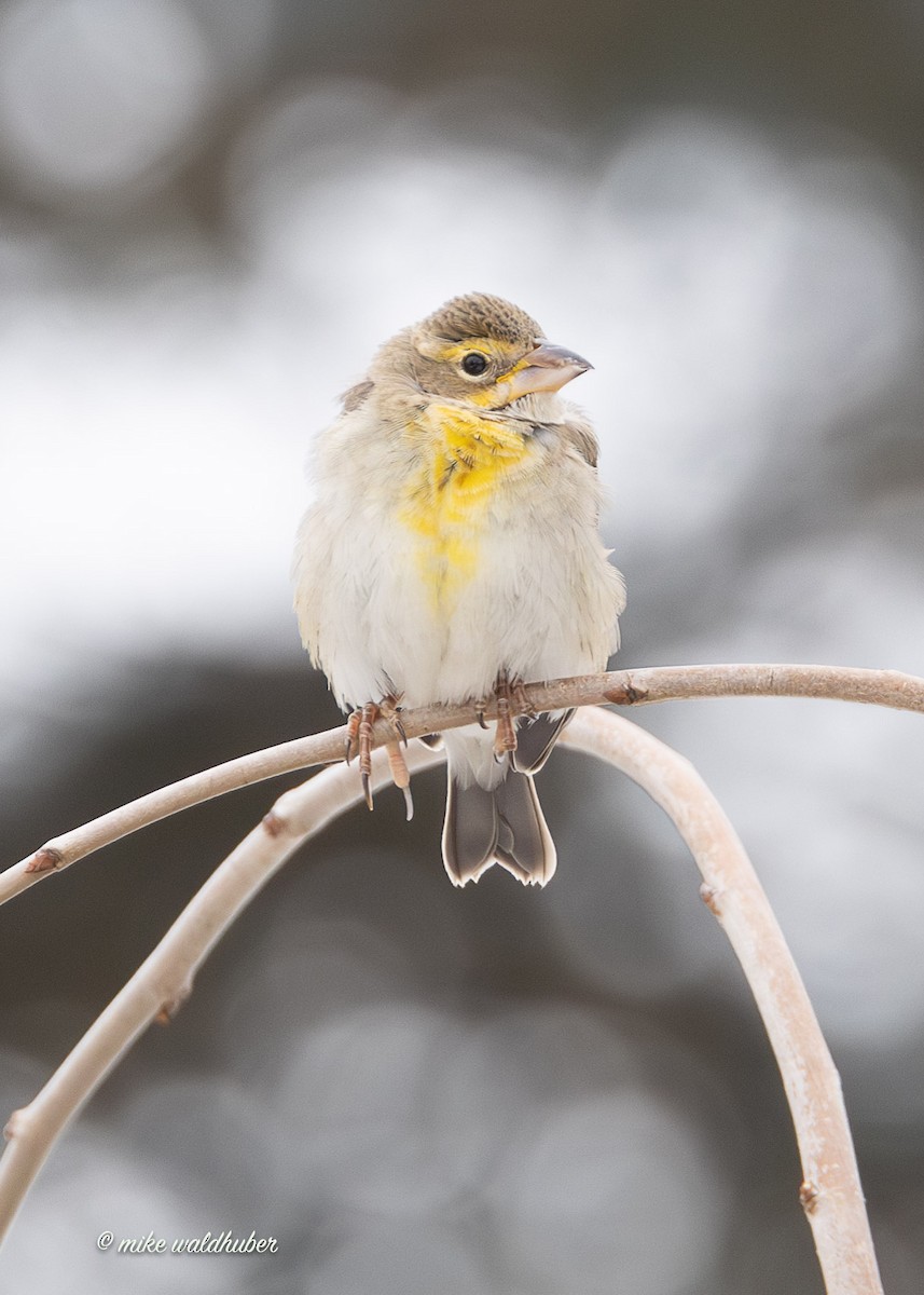 Овсянковый кардинальчик - ML647249284