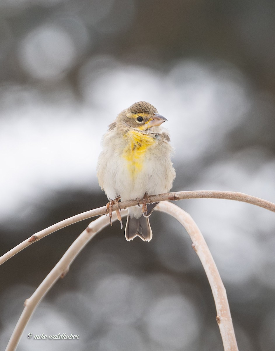 Овсянковый кардинальчик - ML647249285