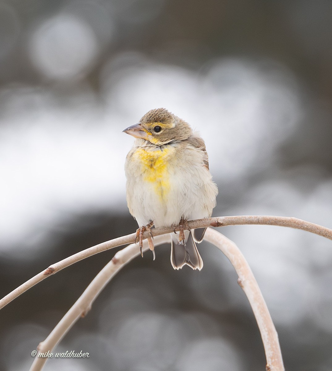 Овсянковый кардинальчик - ML647249286