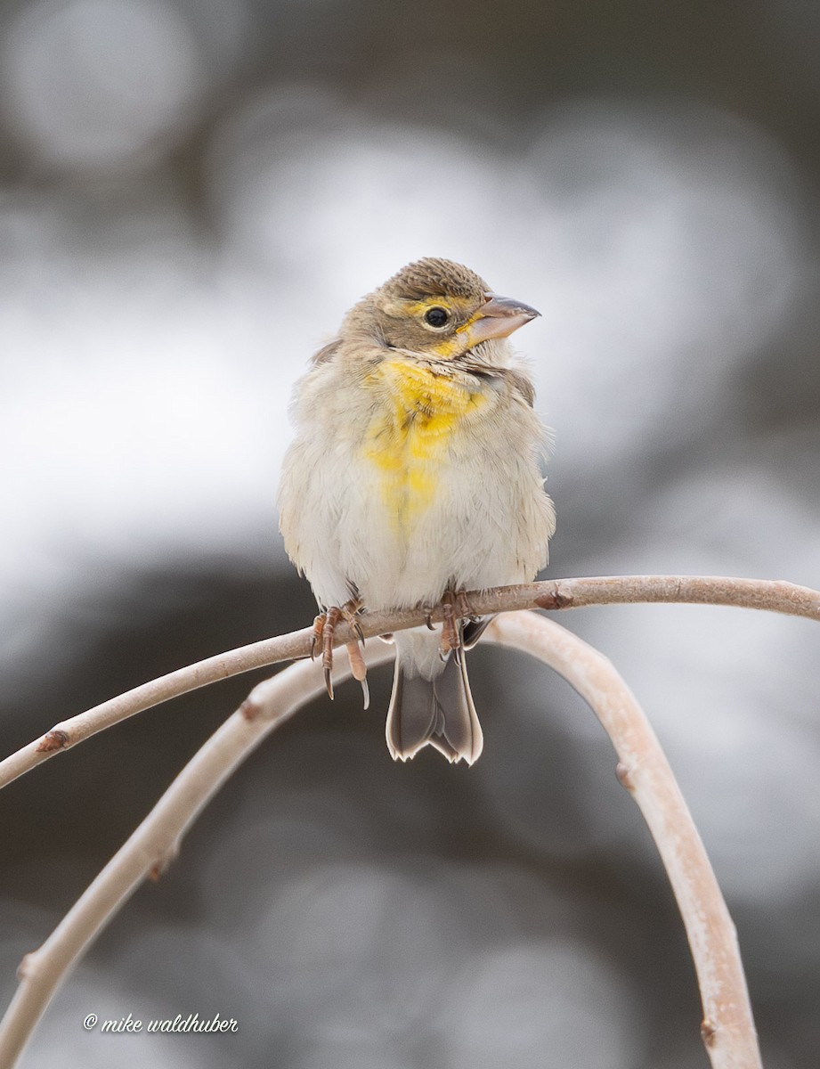 Овсянковый кардинальчик - ML647249287