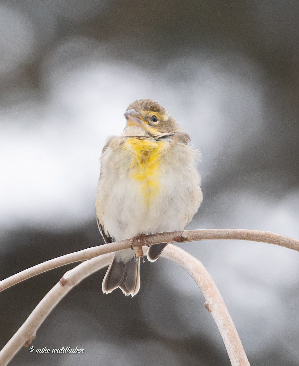 Овсянковый кардинальчик - ML647249288