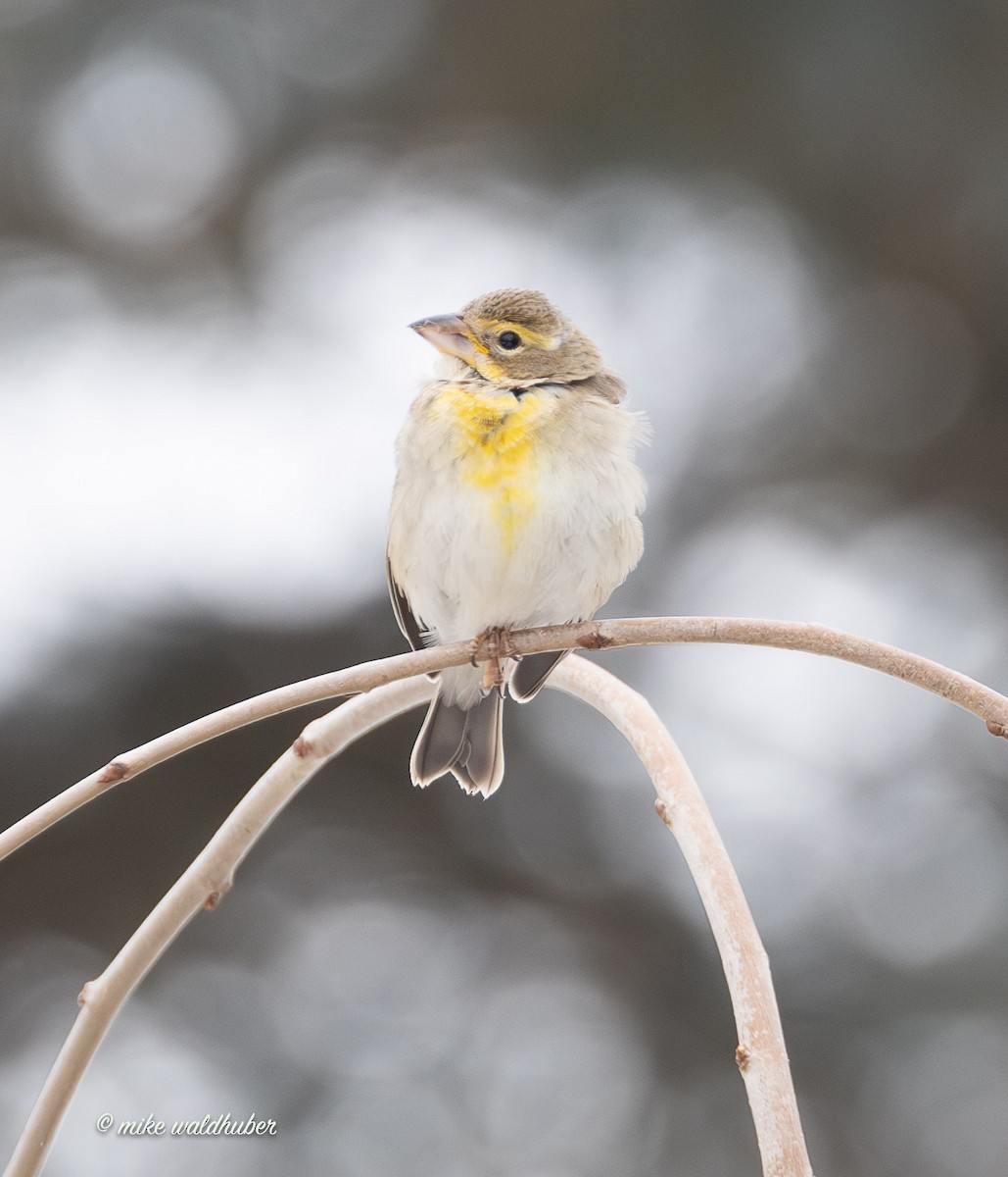 Овсянковый кардинальчик - ML647249289