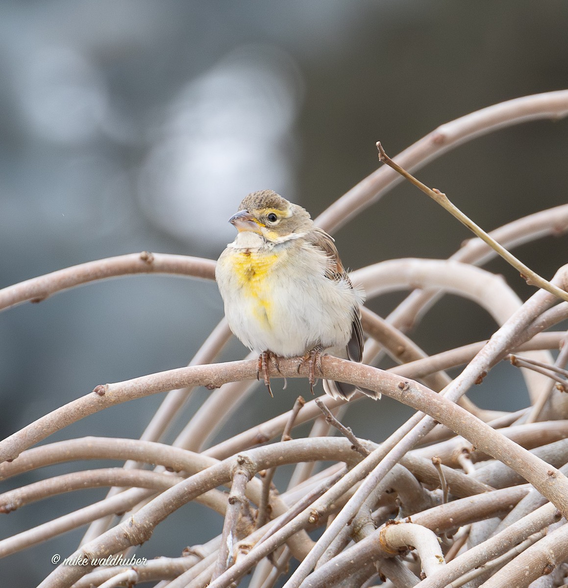 Овсянковый кардинальчик - ML647249290