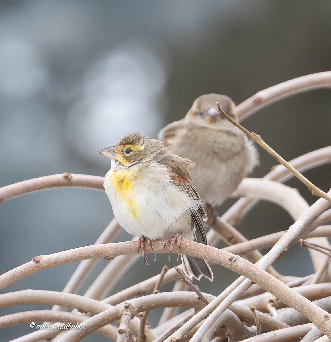 Овсянковый кардинальчик - ML647249292