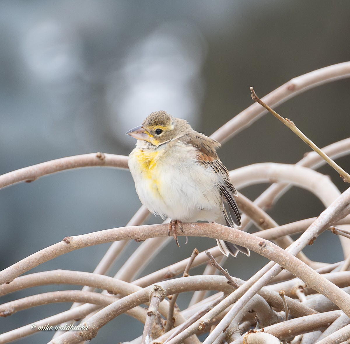 Овсянковый кардинальчик - ML647249293