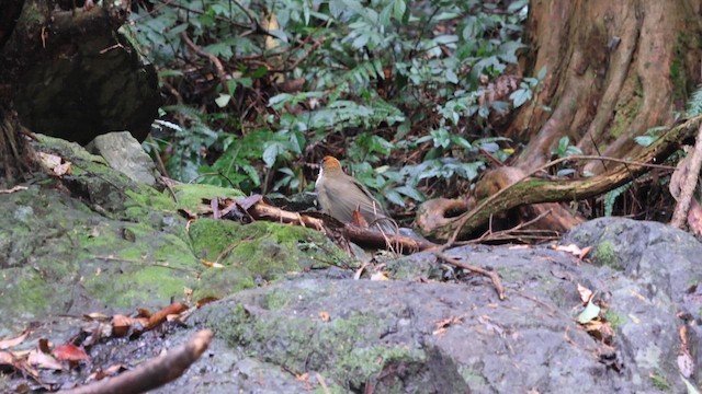Rufous-crowned Laughingthrush - ML647249294