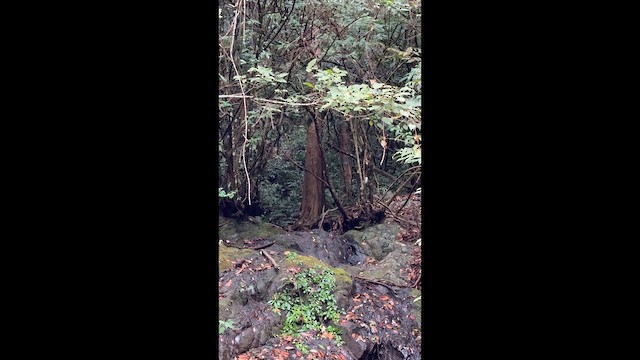 Rufous-crowned Laughingthrush - ML647249297
