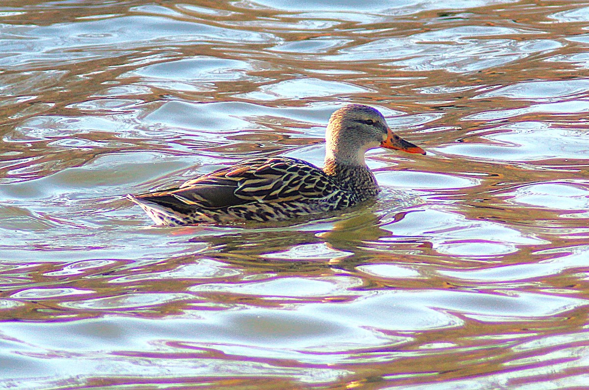 stokkand - ML647249299