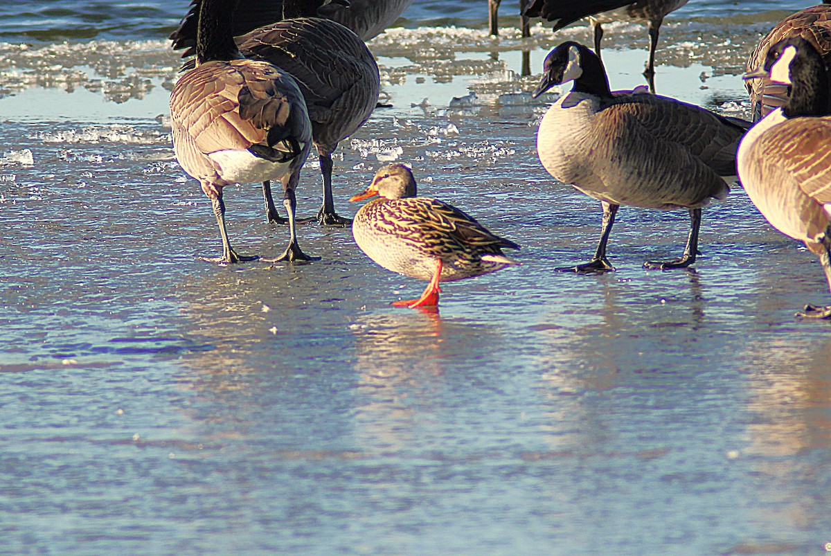 stokkand - ML647249302