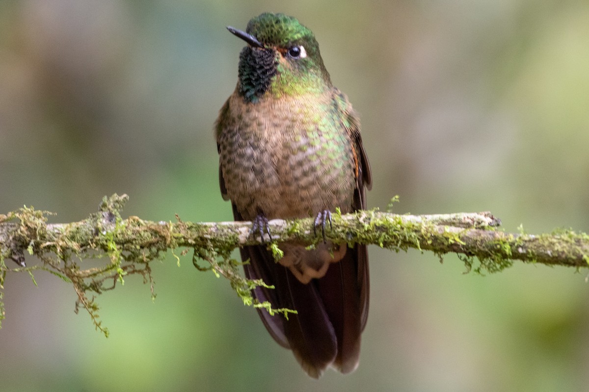 andesmetallstjert - ML647249305