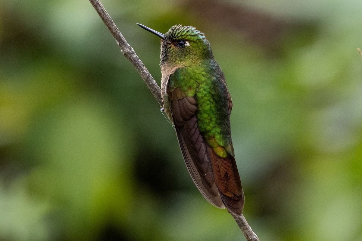 andesmetallstjert - ML647249306