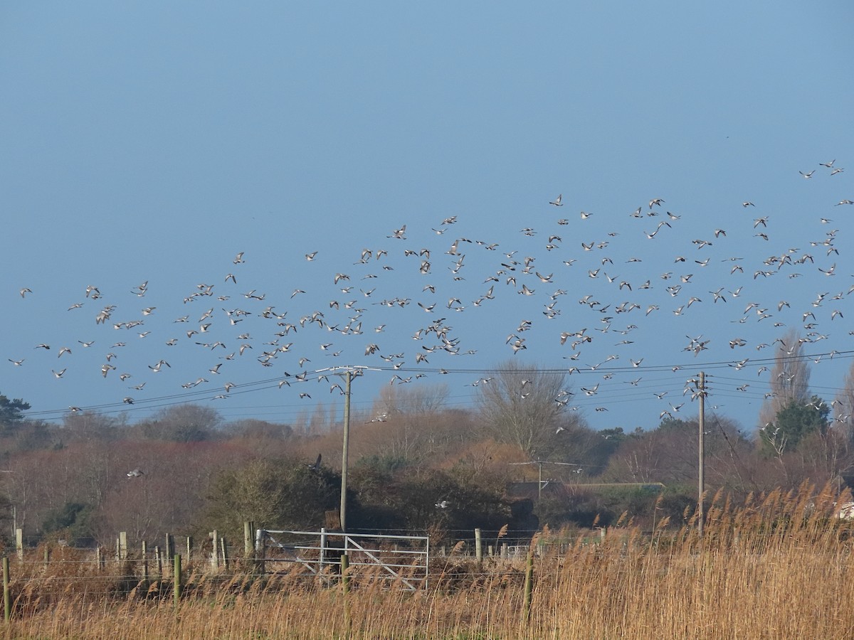 skogdue - ML647249310