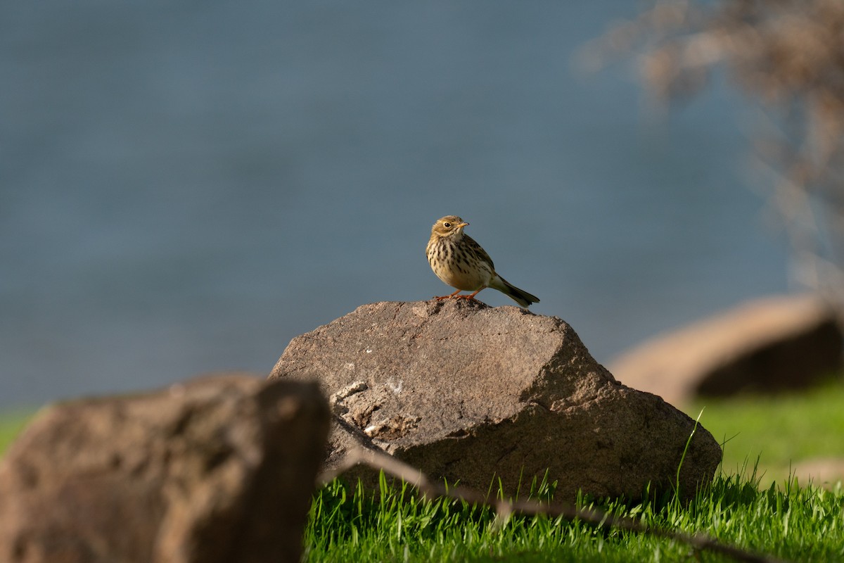 heipiplerke - ML647249311